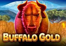Buffalo Gold