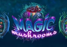 Magic Mushrooms