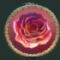 Rose symbol