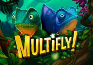 General information about MultiFly slot