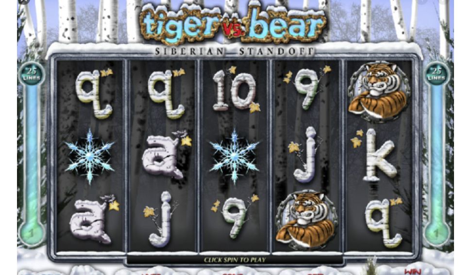 Tiger vs Bear