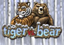 Tiger vs Bear