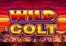 Wild Colt