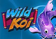 Wild Koi