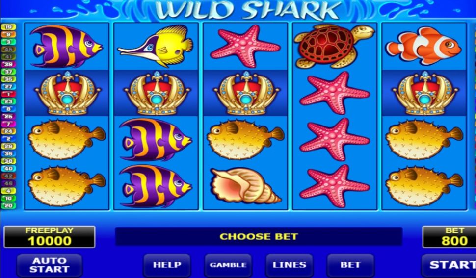 Wild Shark